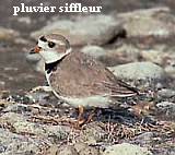 Pluviers siffleur